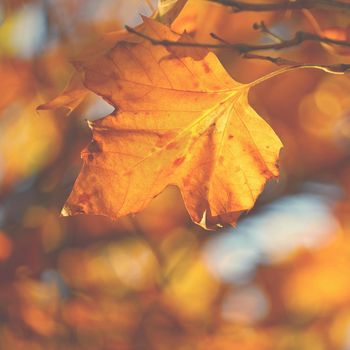 Autumn background. Beautiful colorful leaves in nature with the sun. Seasonal concept outdoors in autumn park.