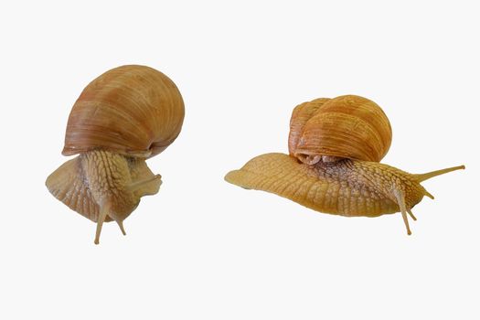 Two snails crawling on white background. Helix pomatia, two snails isolated on white background, side view and directly above view. Close-up.