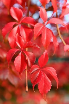 Autumn background. Beautiful colorful leaves in nature with the sun. Seasonal concept outdoors in autumn park.