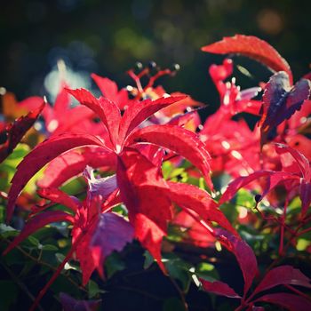 Autumn background. Beautiful colorful leaves in nature with the sun. Seasonal concept outdoors in autumn park.