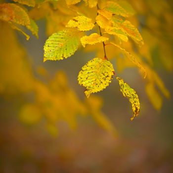 Autumn background. Beautiful colorful leaves in nature with the sun. Seasonal concept outdoors in autumn park.