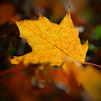 Autumn background. Beautiful colorful leaves in nature with the sun. Seasonal concept outdoors in autumn park.