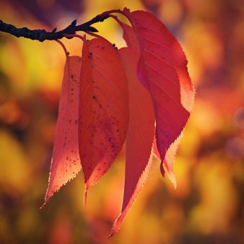 Autumn background. Beautiful colorful leaves in nature with the sun. Seasonal concept outdoors in autumn park.