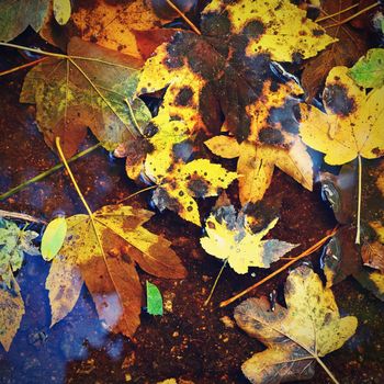 Autumn background. Beautiful colorful leaves in water with the sun. Seasonal concept outdoors in autumn park.