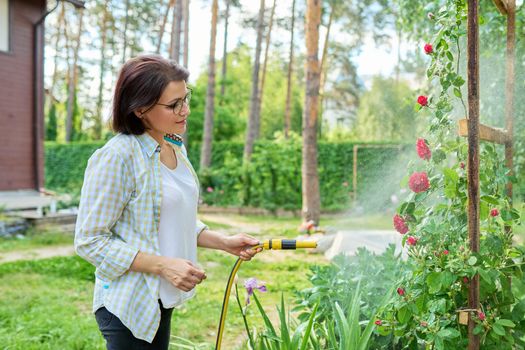 Middle-aged woman in the backyard watering the flowers of the blooming rose bushes from the garden hose. Hobbies and leisure, plant care, gardening