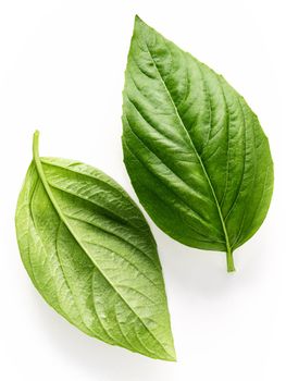 Fresh sweet basil leaves isolated on white background. Isolated of italian basil leaf .