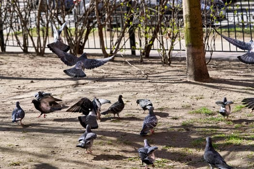 Pigeons on the city street. Urban pigeons on the pavement. City bird pigeon