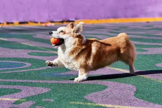 Corgi dog plays while holding an orange ball in his mouth. Dog for a walk