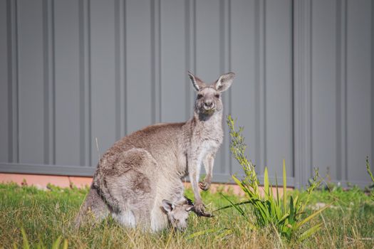 A very young Eastern Grey Kangaroo. High quality photo