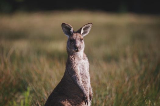 A very young Eastern Grey Kangaroo. High quality photo
