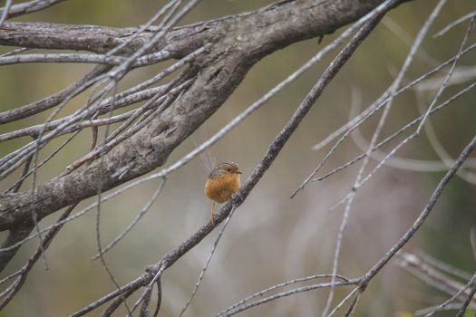 Southern Emu-wren (Stipiturus malachurus) in Royal National Park,Australia. High quality photo