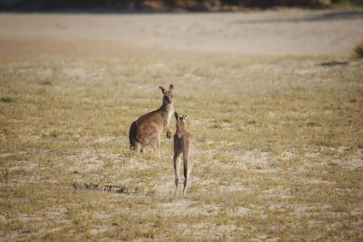 A very young Eastern Grey Kangaroo. High quality photo