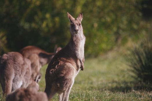 A very young Eastern Grey Kangaroo. High quality photo