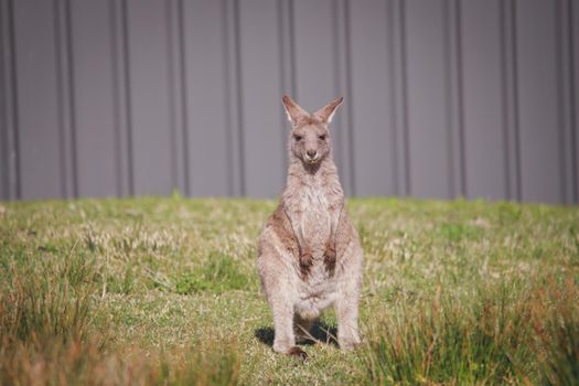 A very young Eastern Grey Kangaroo. High quality photo