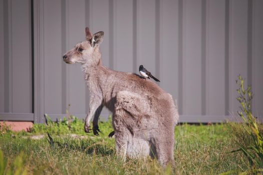 A very young Eastern Grey Kangaroo. High quality photo