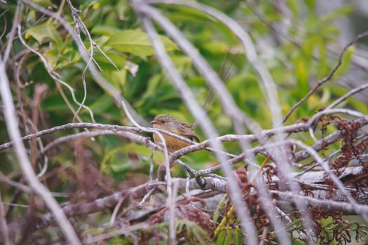 Southern Emu-wren (Stipiturus malachurus) in Royal National Park,Australia. High quality photo