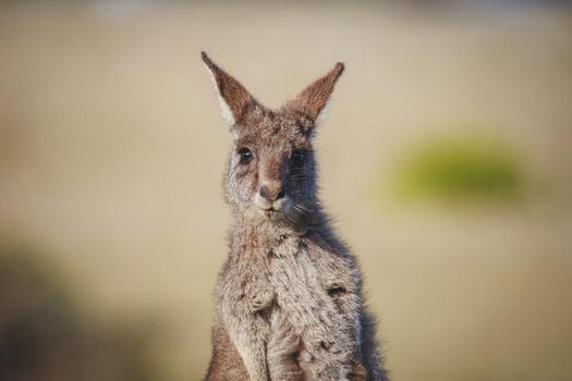 A very young Eastern Grey Kangaroo. High quality photo