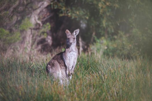 A very young Eastern Grey Kangaroo. High quality photo