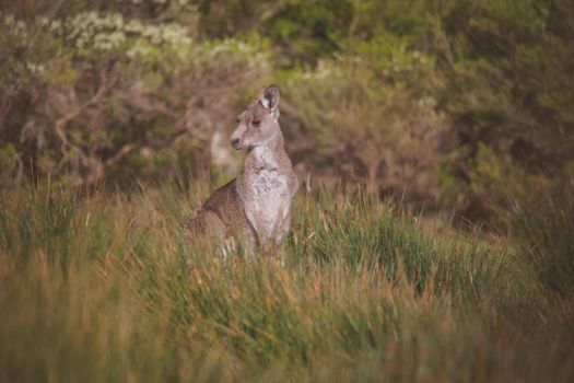 A very young Eastern Grey Kangaroo. High quality photo