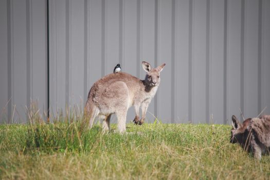 A very young Eastern Grey Kangaroo. High quality photo