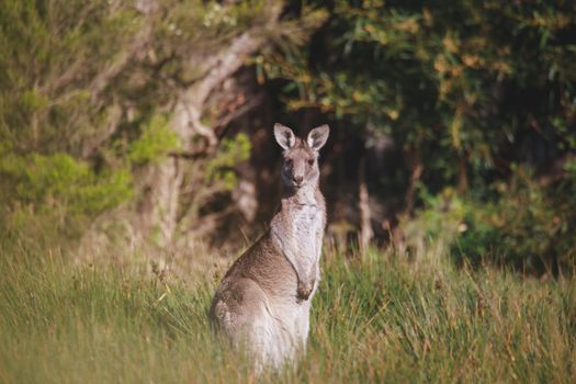 A very young Eastern Grey Kangaroo. High quality photo