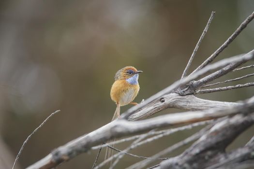 Southern Emu-wren (Stipiturus malachurus) in Royal National Park,Australia. High quality photo