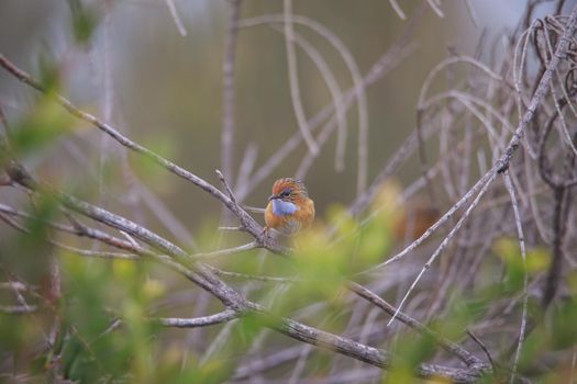 Southern Emu-wren (Stipiturus malachurus) in Royal National Park,Australia. High quality photo