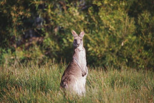 A very young Eastern Grey Kangaroo. High quality photo