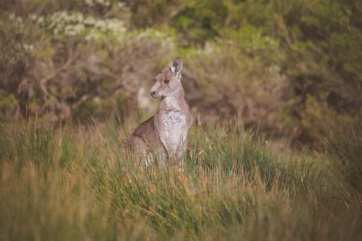 A very young Eastern Grey Kangaroo. High quality photo