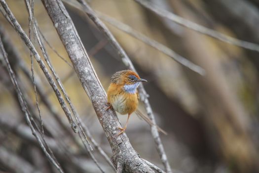 Southern Emu-wren (Stipiturus malachurus) in Royal National Park,Australia. High quality photo