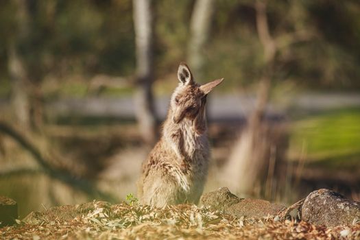 A very young Eastern Grey Kangaroo. High quality photo