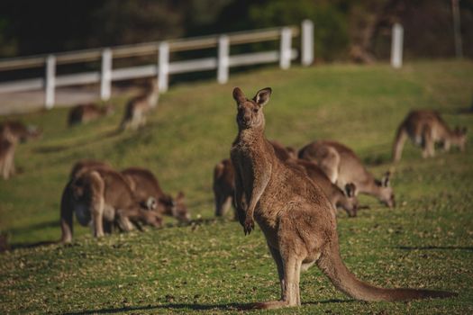 A very young Eastern Grey Kangaroo. High quality photo