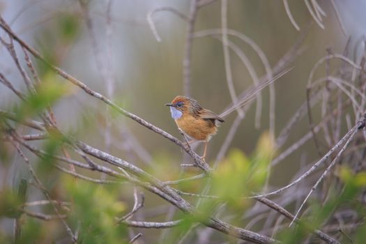 Southern Emu-wren (Stipiturus malachurus) in Royal National Park,Australia. High quality photo