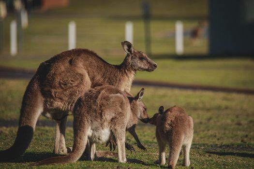 A very young Eastern Grey Kangaroo. High quality photo