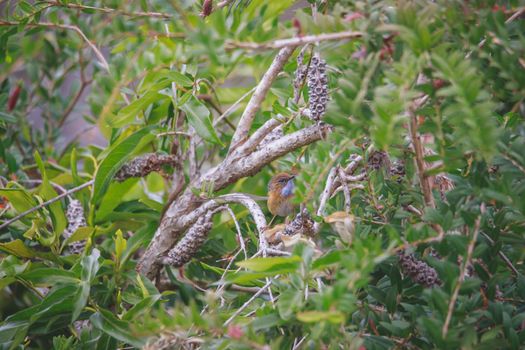 Southern Emu-wren (Stipiturus malachurus) in Royal National Park,Australia. High quality photo