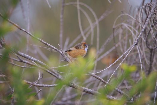 Southern Emu-wren (Stipiturus malachurus) in Royal National Park,Australia. High quality photo