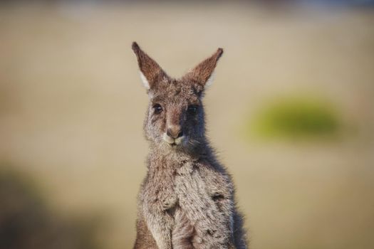 A very young Eastern Grey Kangaroo. High quality photo