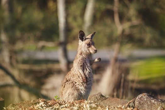 A very young Eastern Grey Kangaroo. High quality photo