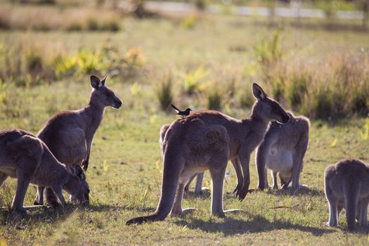 A very young Eastern Grey Kangaroo. High quality photo