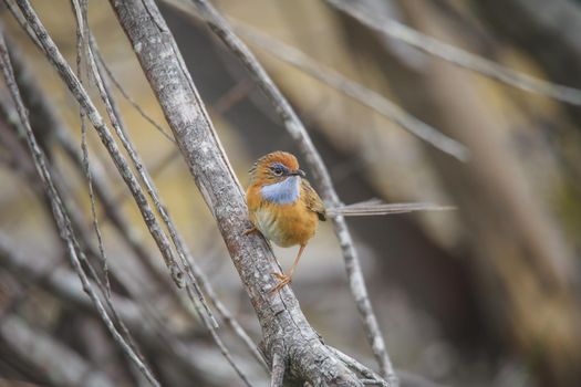 Southern Emu-wren (Stipiturus malachurus) in Royal National Park,Australia. High quality photo