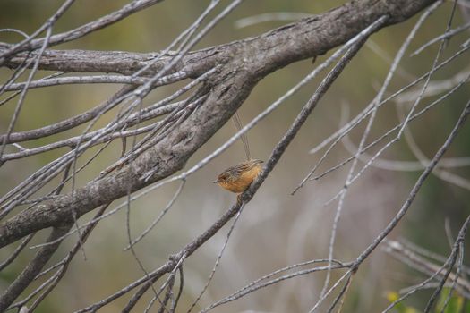 Southern Emu-wren (Stipiturus malachurus) in Royal National Park,Australia. High quality photo