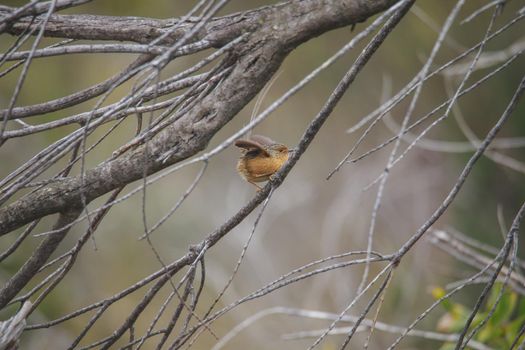 Southern Emu-wren (Stipiturus malachurus) in Royal National Park,Australia. High quality photo