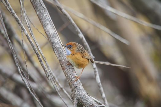 Southern Emu-wren (Stipiturus malachurus) in Royal National Park,Australia. High quality photo