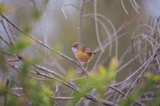 Southern Emu-wren (Stipiturus malachurus) in Royal National Park,Australia. High quality photo