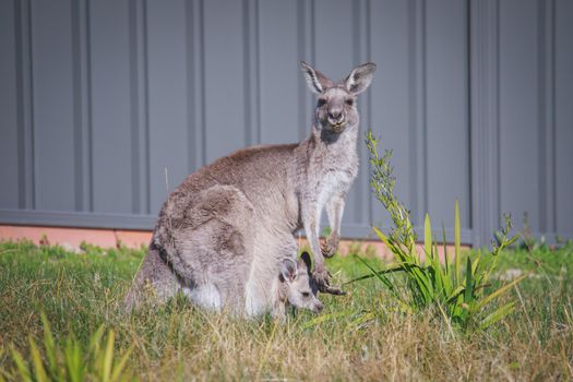 A very young Eastern Grey Kangaroo. High quality photo