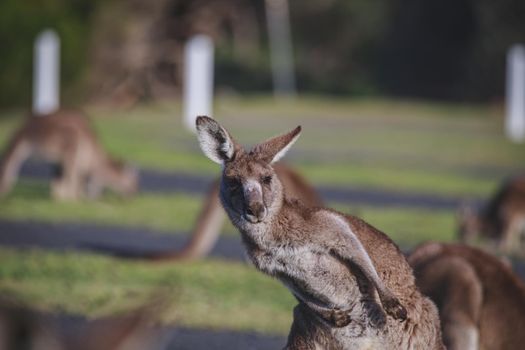 A very young Eastern Grey Kangaroo. High quality photo