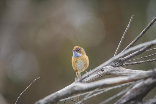 Southern Emu-wren (Stipiturus malachurus) in Royal National Park,Australia. High quality photo