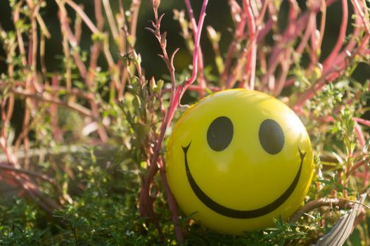 Closeup Emoji sign Smiley Face of a Squeeze Ball mouth representing a symbol of happiness, placed on plants and nature background. Front view. Happy smile background concept.