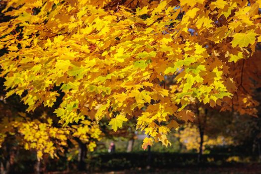 Maples with yellow leaves in the autumn park. The season is autumn.