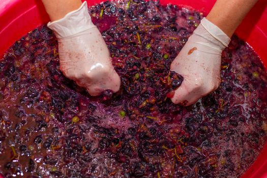 The woman produces grape wine. Women's hands in gloves in a basin with grape cake, squeezing out the juice.